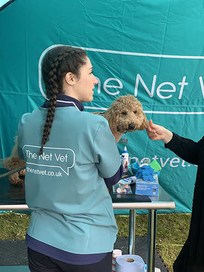 Vet examining a dog