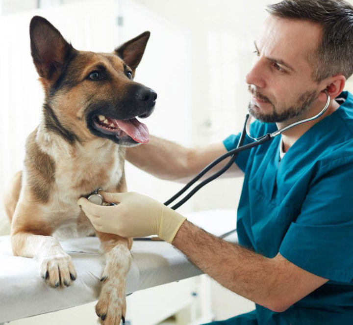 Vet checking a dog